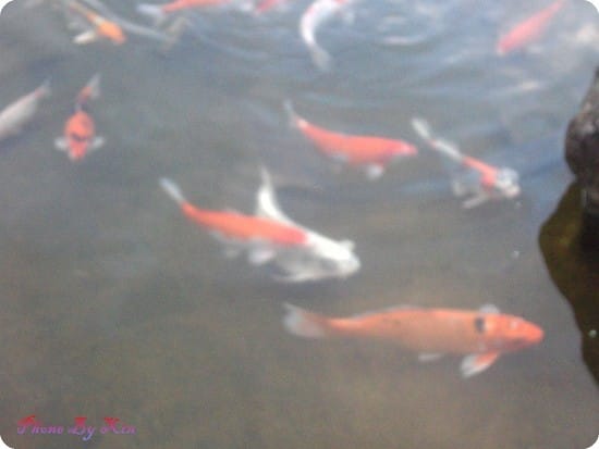 ├ 玩樂趣 ┤中正紀念堂餵魚 - 第7張圖 ├ 玩樂趣 ┤中正紀念堂餵魚