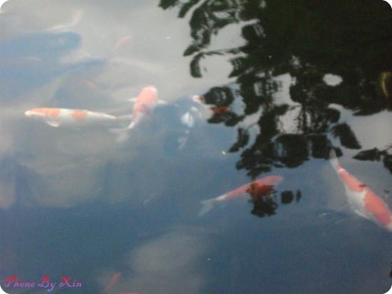 ├ 玩樂趣 ┤中正紀念堂餵魚 - 第4張圖 ├ 玩樂趣 ┤中正紀念堂餵魚