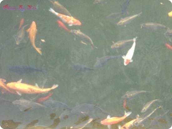 ├ 玩樂趣 ┤中正紀念堂餵魚 - 第6張圖 ├ 玩樂趣 ┤中正紀念堂餵魚