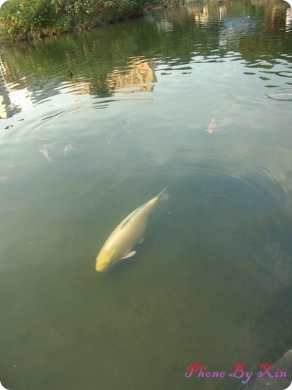 ├ 玩樂趣 ┤中正紀念堂餵魚 - 第5張圖 ├ 玩樂趣 ┤中正紀念堂餵魚