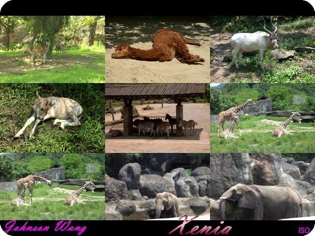 ├ 趴趴走 ┤ 2012年夏日動物園 part 1 - 第9張圖 ├ 趴趴走 ┤ 2012年夏日動物園 part 1