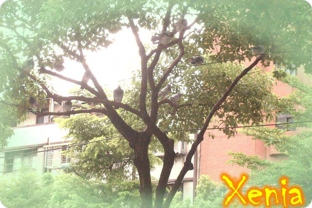 ├ 趴趴走 ┤ 板橋站前廣場&板橋環球 - 第7張圖 ├ 趴趴走 ┤ 板橋站前廣場&板橋環球