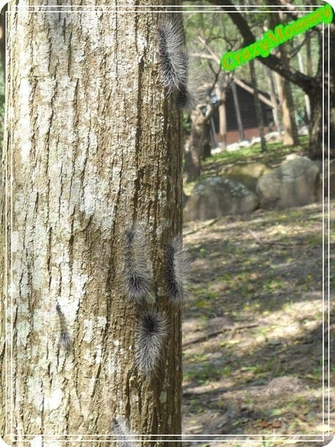 ├ 渡假玩樂趣 ┤天時農莊