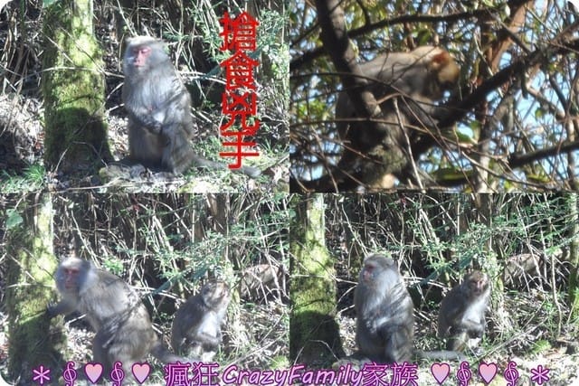 ├ 家庭旅遊趣 ┤新中橫之旅 - 第24張圖 ├ 家庭旅遊趣 ┤新中橫之旅