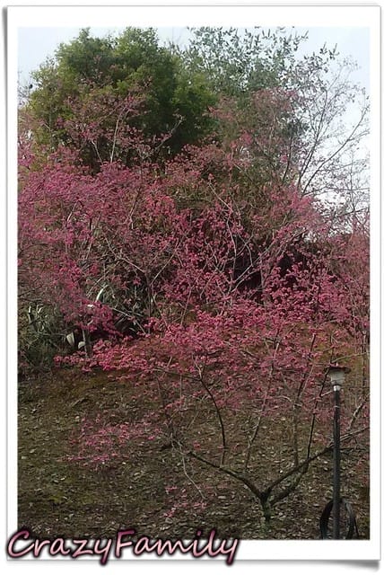 南投清境一日遊