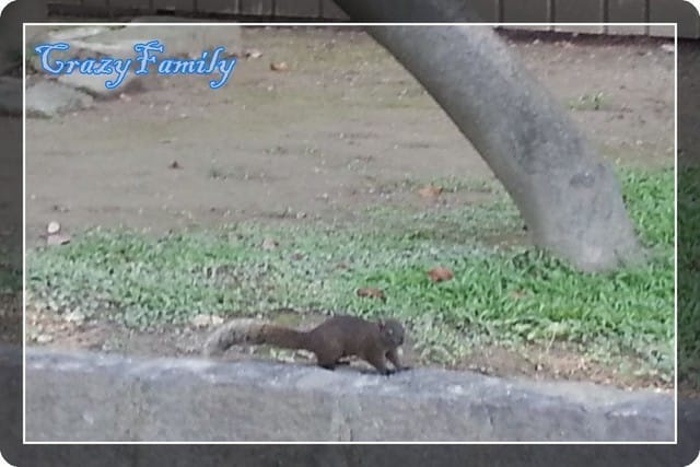 ├ 媽寶趴趴走 ┤【台北】二二八和平紀念公園&積木大師的奇想世界 - 第5張圖 ├ 媽寶趴趴走 ┤【台北】二二八和平紀念公園&積木大師的奇想世界