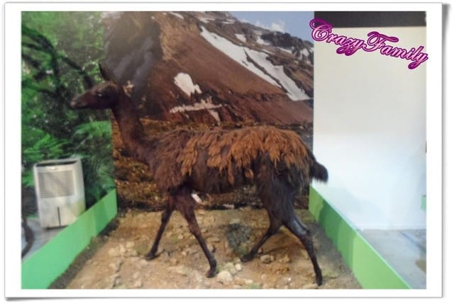 ├ 媽寶藝文賞 ┤六福村野生動物大遷移 - 第37張圖 ├ 媽寶藝文賞 ┤六福村野生動物大遷移