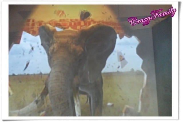 ├ 媽寶藝文賞 ┤六福村野生動物大遷移 - 第5張圖 ├ 媽寶藝文賞 ┤六福村野生動物大遷移