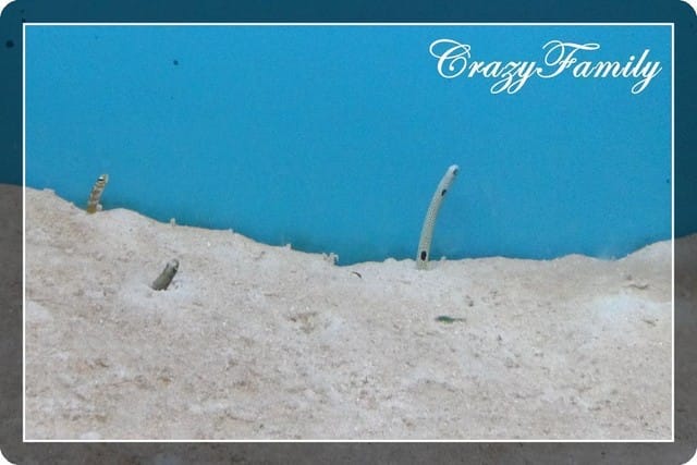 ❧親子推薦❧【花蓮】柴魚博物館