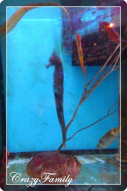 ❧親子推薦❧【花蓮】柴魚博物館