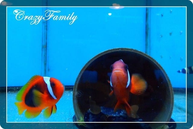 ❧親子推薦❧【花蓮】柴魚博物館