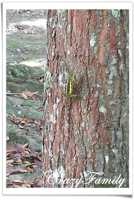 ❧親子推薦❧【花蓮】鯉魚潭風景區