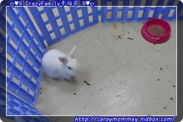 ├ 牛寶學習趣 ┤亞洲寵物博物館之全國動物醫院 - 第57張圖 ├ 牛寶學習趣 ┤亞洲寵物博物館之全國動物醫院