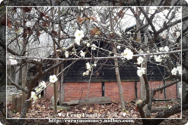 ღ♥♡ CrazyFamily度假去 ♡♥ღ 又見梅花盛開時 - 第1張圖 ღ♥♡ CrazyFamily度假去 ♡♥ღ 又見梅花盛開時