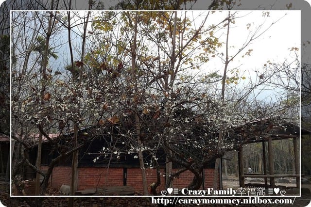 ღ♥♡ CrazyFamily度假去 ♡♥ღ 又見梅花盛開時 - 第2張圖 ღ♥♡ CrazyFamily度假去 ♡♥ღ 又見梅花盛開時