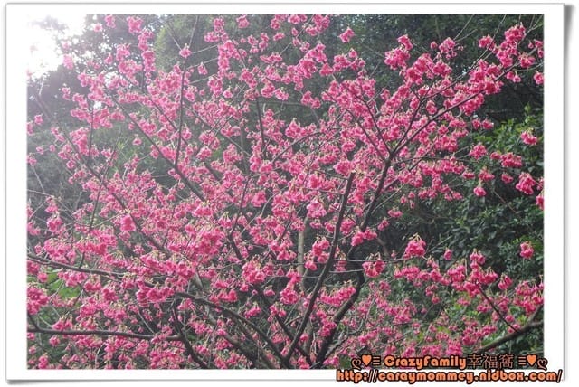 ├ 媽寶郊遊趣 ┤三芝賞櫻花+貝殼廟 - 第12張圖 ├ 媽寶郊遊趣 ┤三芝賞櫻花+貝殼廟