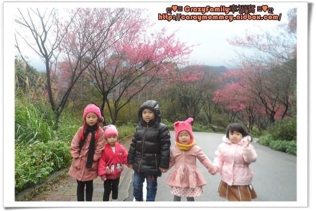 ├ 媽寶郊遊趣 ┤三芝賞櫻花+貝殼廟 - 第5張圖 ├ 媽寶郊遊趣 ┤三芝賞櫻花+貝殼廟