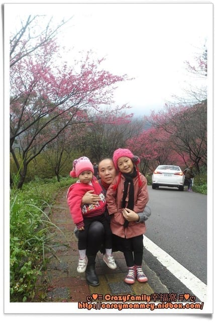 ├ 媽寶郊遊趣 ┤三芝賞櫻花+貝殼廟 - 第7張圖 ├ 媽寶郊遊趣 ┤三芝賞櫻花+貝殼廟