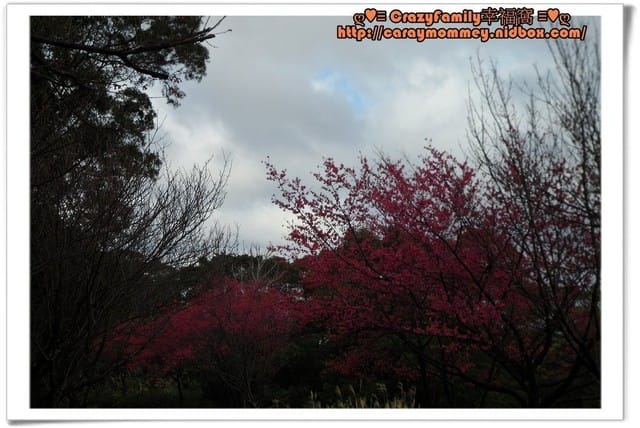 ├ 媽寶郊遊趣 ┤三芝賞櫻花+貝殼廟 - 第3張圖 ├ 媽寶郊遊趣 ┤三芝賞櫻花+貝殼廟