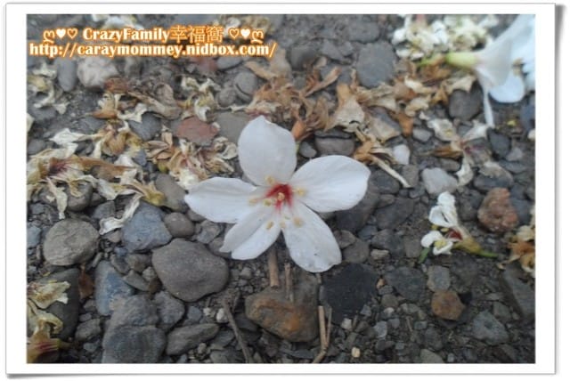 ├ 家庭度假去 ┤農莊悠活度假去