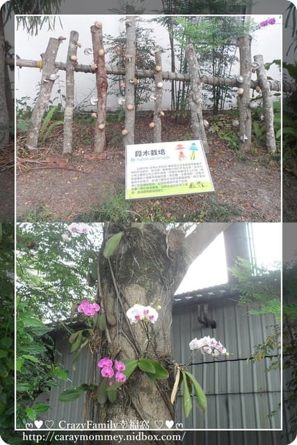 ├ 家庭趴趴走 ┤【南投】豐年生態農場 - 第13張圖 ├ 家庭趴趴走 ┤【南投】豐年生態農場