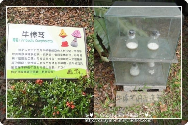 ├ 家庭趴趴走 ┤【南投】豐年生態農場 - 第5張圖 ├ 家庭趴趴走 ┤【南投】豐年生態農場
