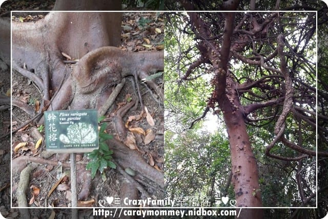 《台中》親子趴趴走無料行程之避暑的好去處【植物園】 - 第9張圖 《台中》親子趴趴走無料行程之避暑的好去處【植物園】