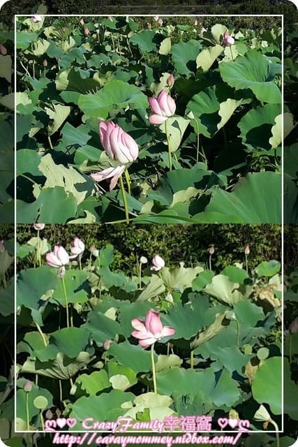 ├ 好友玩樂趣 ┤【桃園】適合親子玩樂的樂農莊 - 第30張圖 ├ 好友玩樂趣 ┤【桃園】適合親子玩樂的樂農莊