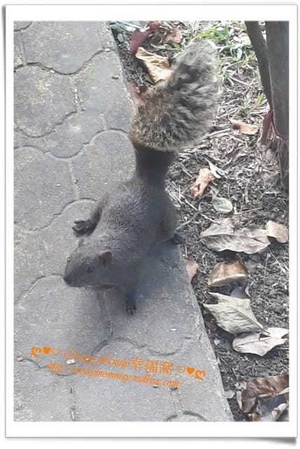 ├ 媽寶玩樂趣 ┤ 好天氣再訪228和平公園