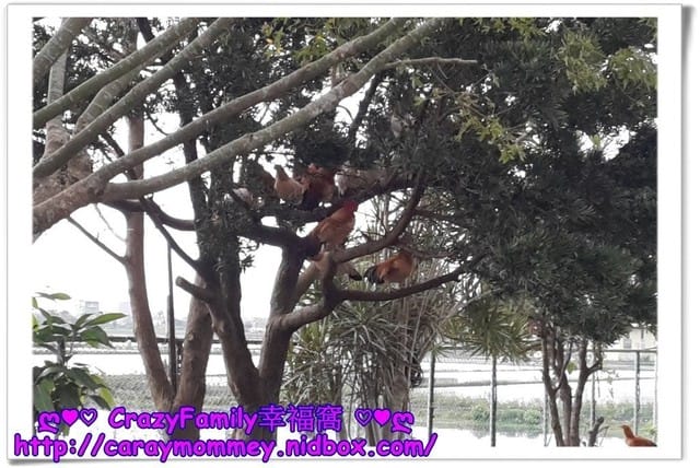 ஐ 親子民宿 ஐ 【宜蘭羅東】悠活~蔬活的菜爺爺親子民宿 - 第5張圖 ஐ 親子民宿 ஐ 【宜蘭羅東】悠活~蔬活的菜爺爺親子民宿