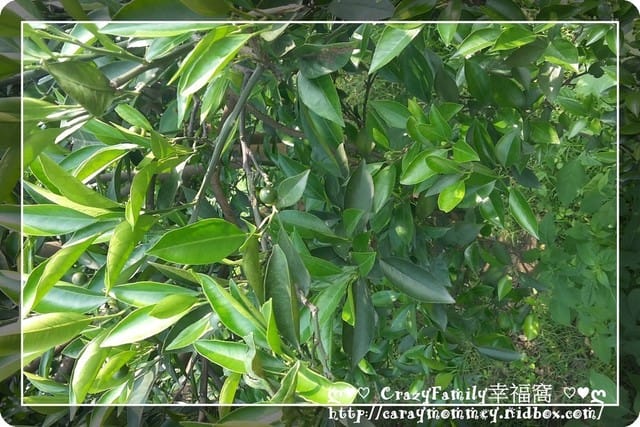 ├ 家庭趴趴走 ┤ 【斗六】農耕體驗去 - 第3張圖 ├ 家庭趴趴走 ┤ 【斗六】農耕體驗去