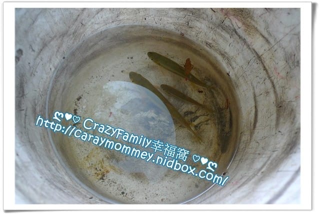 ├ 家庭玩水樂 ┤ 【新北坪林】 金瓜寮溪透涼行 + 【宜蘭頭城】 麻將麵蛤蠣湯 - 第12張圖 ├ 家庭玩水樂 ┤ 【新北坪林】 金瓜寮溪透涼行 + 【宜蘭頭城】 麻將麵蛤蠣湯