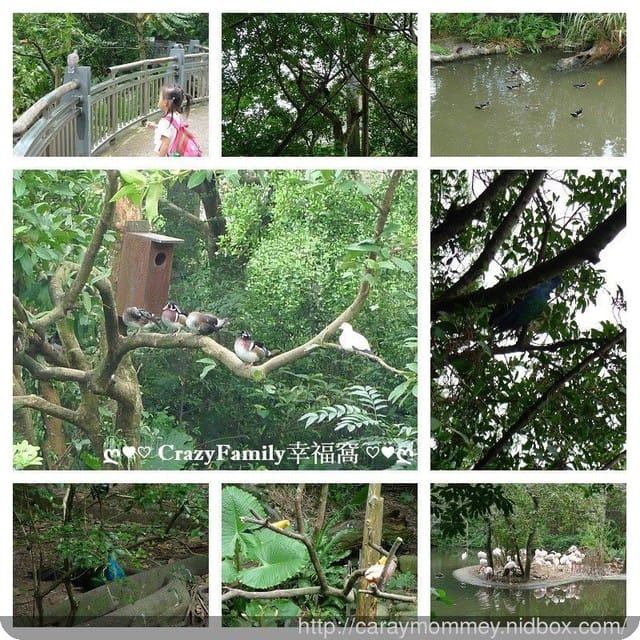 ├ 媽寶趴趴走 ┤ 動物園一日遊 - 第8張圖 ├ 媽寶趴趴走 ┤ 動物園一日遊