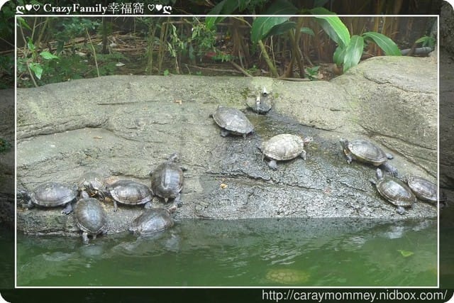 ├ 媽寶趴趴走 ┤ 動物園一日遊 - 第11張圖 ├ 媽寶趴趴走 ┤ 動物園一日遊
