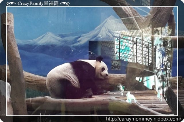 ├ 媽寶趴趴走 ┤ 動物園一日遊 - 第34張圖 ├ 媽寶趴趴走 ┤ 動物園一日遊