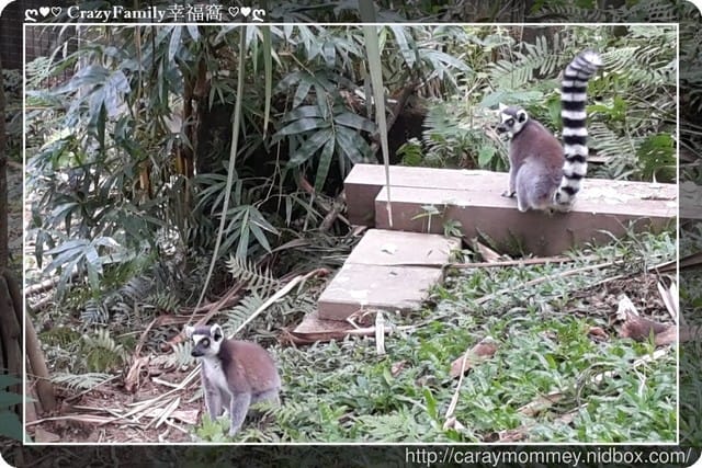 ├ 媽寶趴趴走 ┤ 動物園一日遊 - 第10張圖 ├ 媽寶趴趴走 ┤ 動物園一日遊