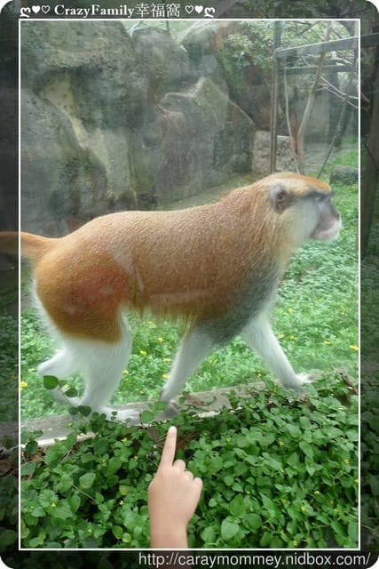 ├ 媽寶趴趴走 ┤ 動物園一日遊 - 第26張圖 ├ 媽寶趴趴走 ┤ 動物園一日遊