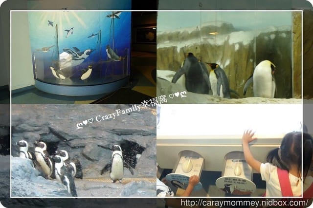 ├ 媽寶趴趴走 ┤ 動物園一日遊 - 第16張圖 ├ 媽寶趴趴走 ┤ 動物園一日遊