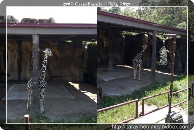 ├ 媽寶趴趴走 ┤ 動物園一日遊 - 第28張圖 ├ 媽寶趴趴走 ┤ 動物園一日遊