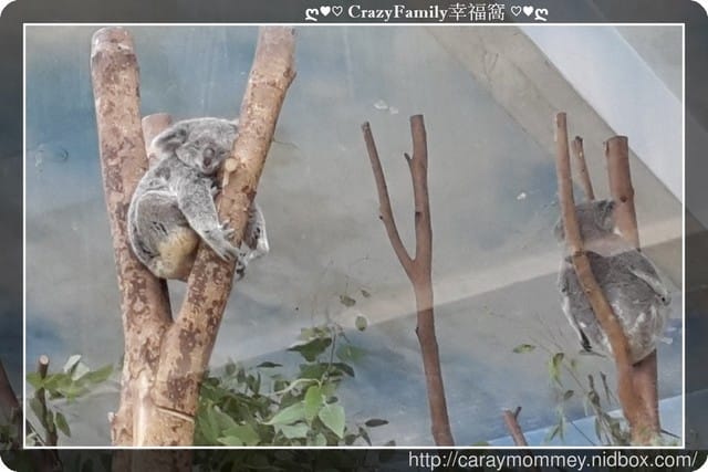├ 媽寶趴趴走 ┤ 動物園一日遊 - 第35張圖 ├ 媽寶趴趴走 ┤ 動物園一日遊