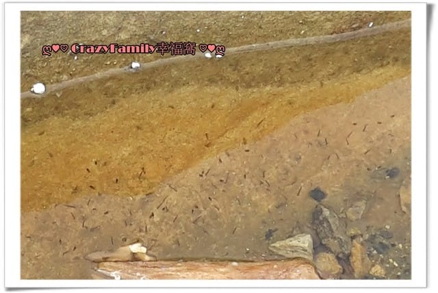 ├ 家庭趴趴走 ┤ 【新北】野柳玩水趣 - 第4張圖 ├ 家庭趴趴走 ┤ 【新北】野柳玩水趣
