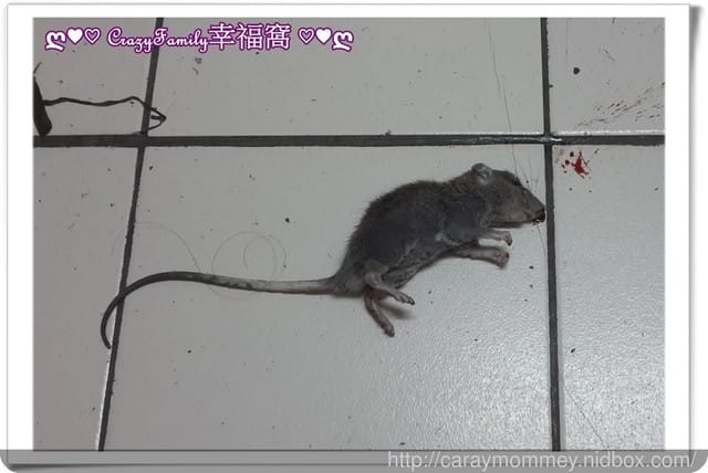 內有不雅畫面，謹慎點入~~KO 小寶