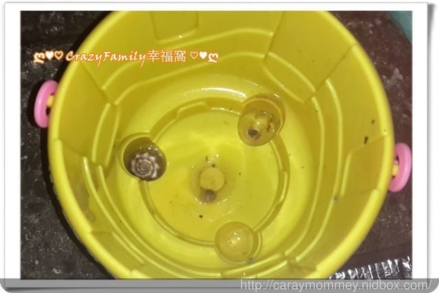 ├ 家庭出遊去 ┤ 海邊抓魚抓蟹趣