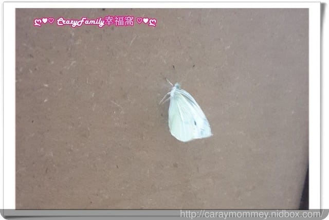 寵物長大了 - 第5張圖 寵物長大了