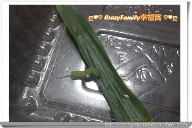 寵物長大了 - 第1張圖 寵物長大了
