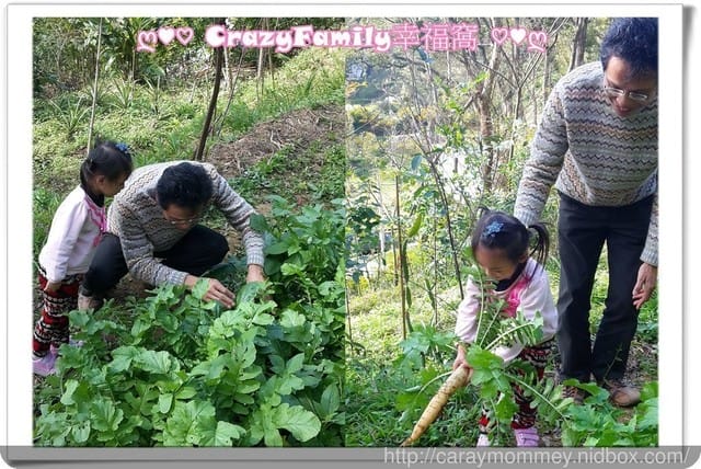 ├ 新春家族遊 ┤ 新埔開心農場