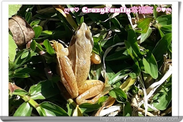├ 新春家族遊 ┤ 新埔開心農場