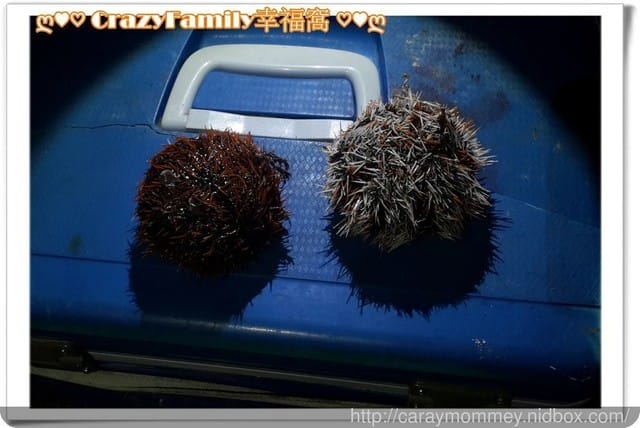 潮間帶豐富資源生態學習 - 第4張圖 潮間帶豐富資源生態學習