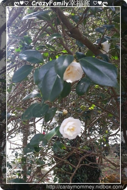 草山賞花搶先看