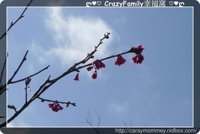 草山賞花搶先看